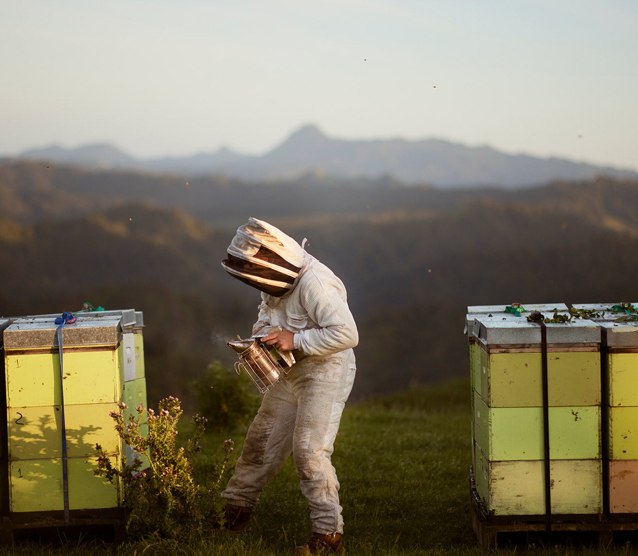 New Zealand Manuka Honey